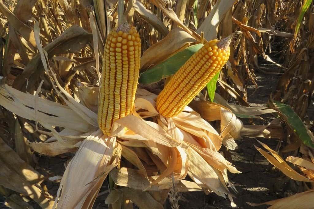 El maíz le da pelea al fuerte calor de enero