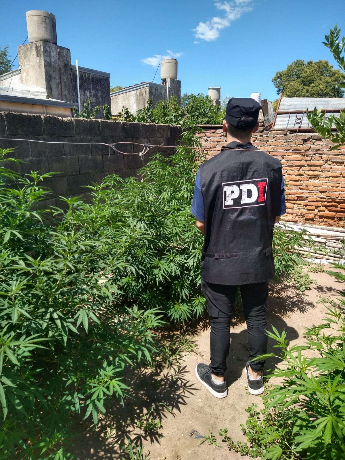 San José de la Esquina: encontraron una plantación de marihuana en una vivienda