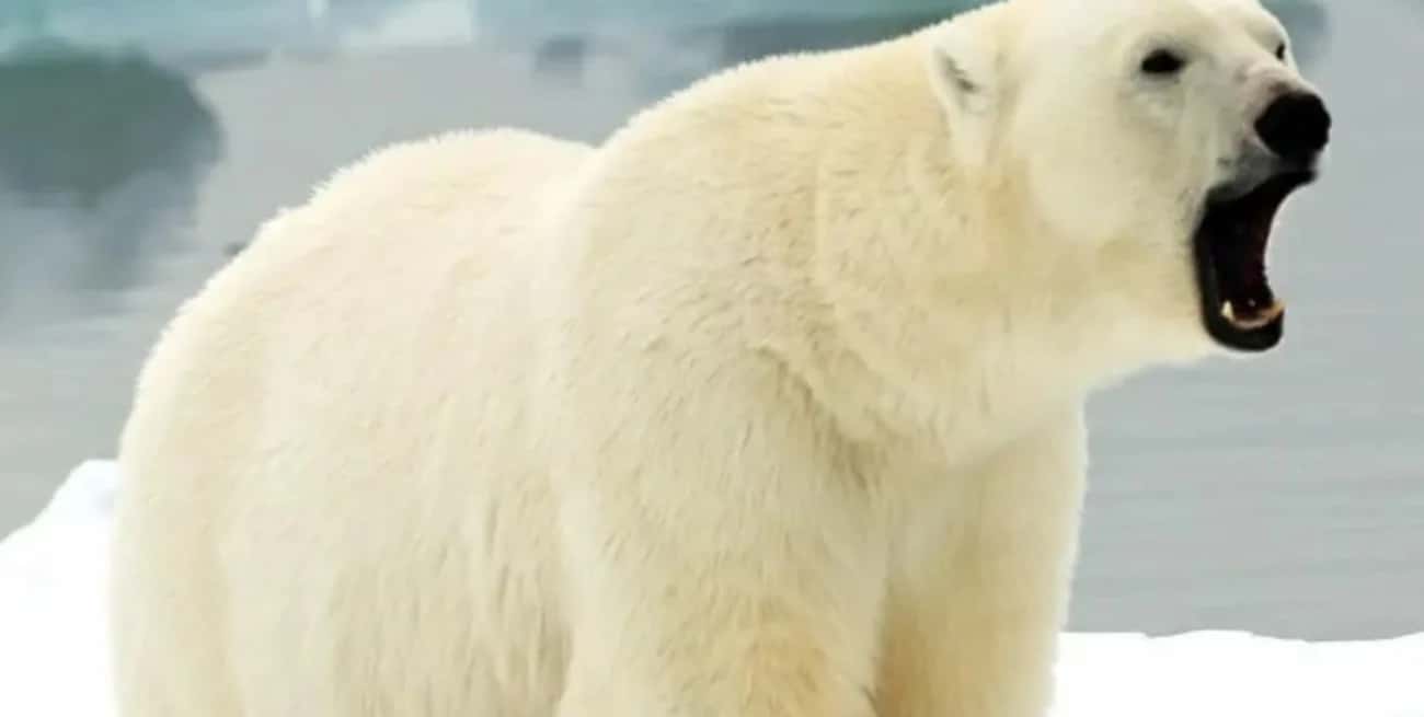 El calentamiento global está reduciendo el hábitat de los osos del Polo Ártico. Si empeoran las condiciones de sobrevivencia los animales reducen su tamaño como estrategia natural para sobrevivir, advierten especialistas.