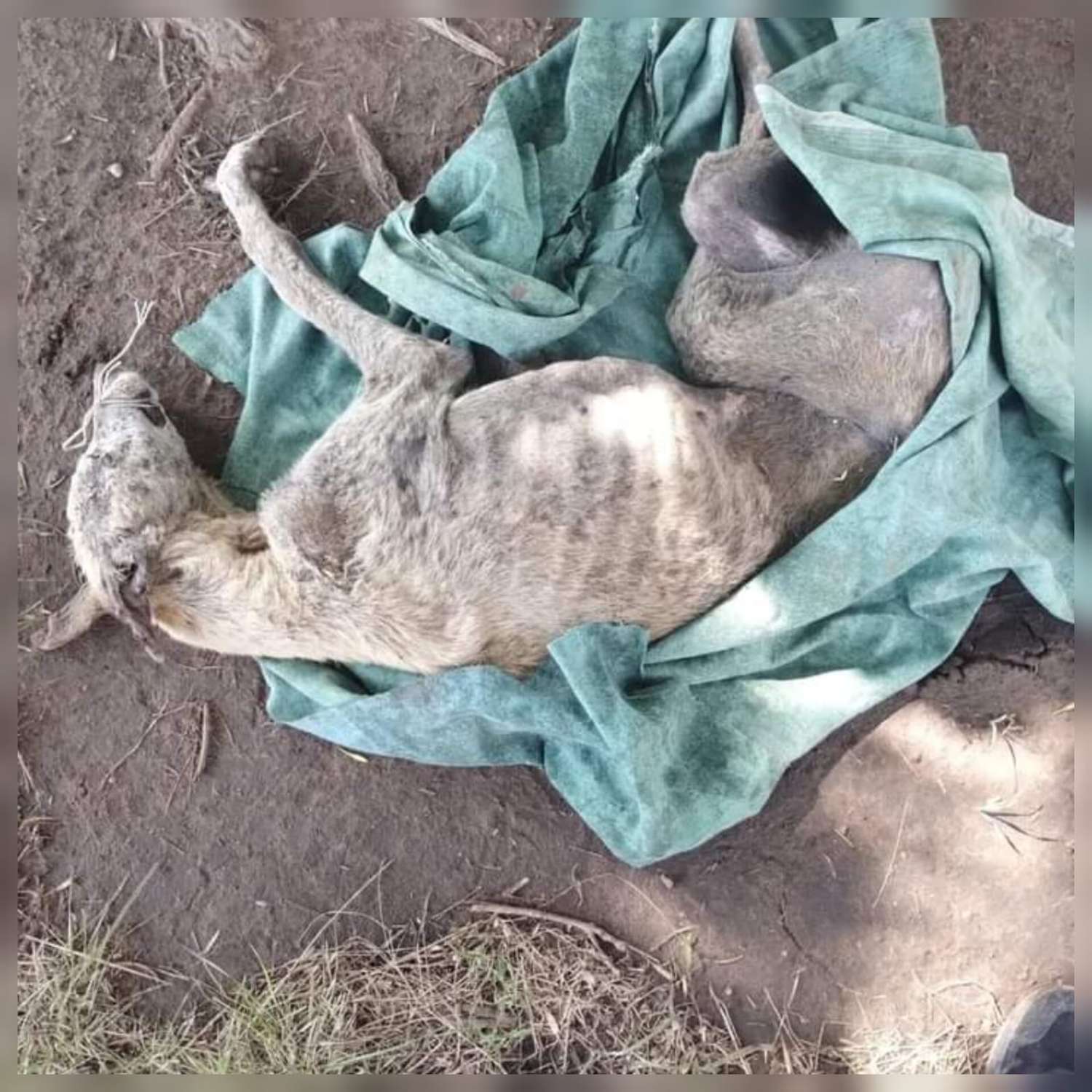 Una perra fue enterrada viva y sus dueños enfrentan penas de entre 15 días a un año de prisión