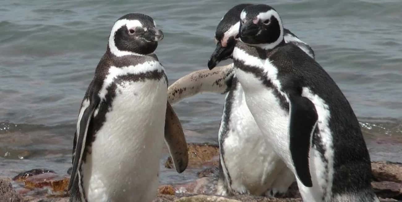 Ejemplares de pingüino Magallanes. Más de un millón de parejas de esta especie se encuentran en 71 colonias, a lo largo de 4.500 kilómetros de la costa atlántica argentina.