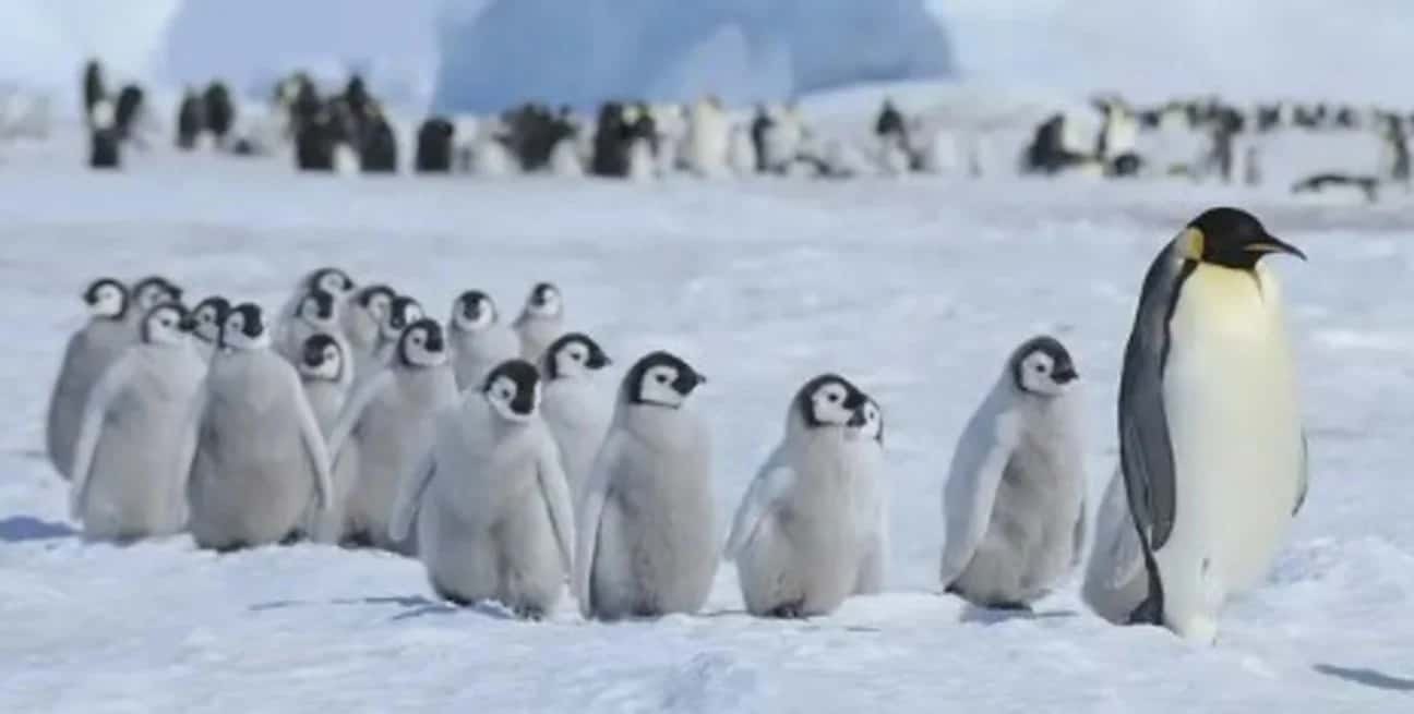 Desde el espacio: hallaron cuatro colonias de pingüino emperador en la Antártida