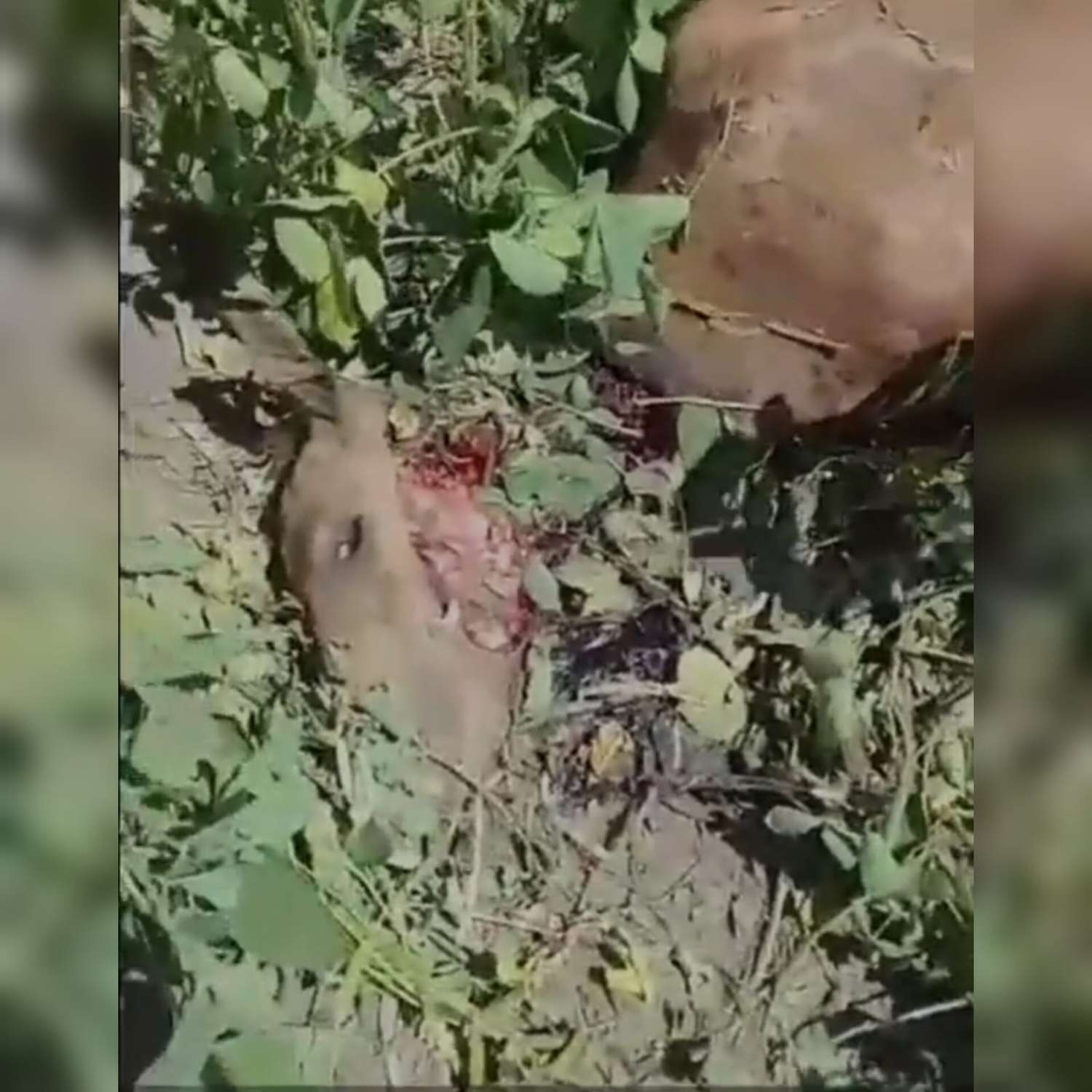 (Video) Alarma en Alcorta: un puma mató a un caballo y fue visto cerca de la zona urbana