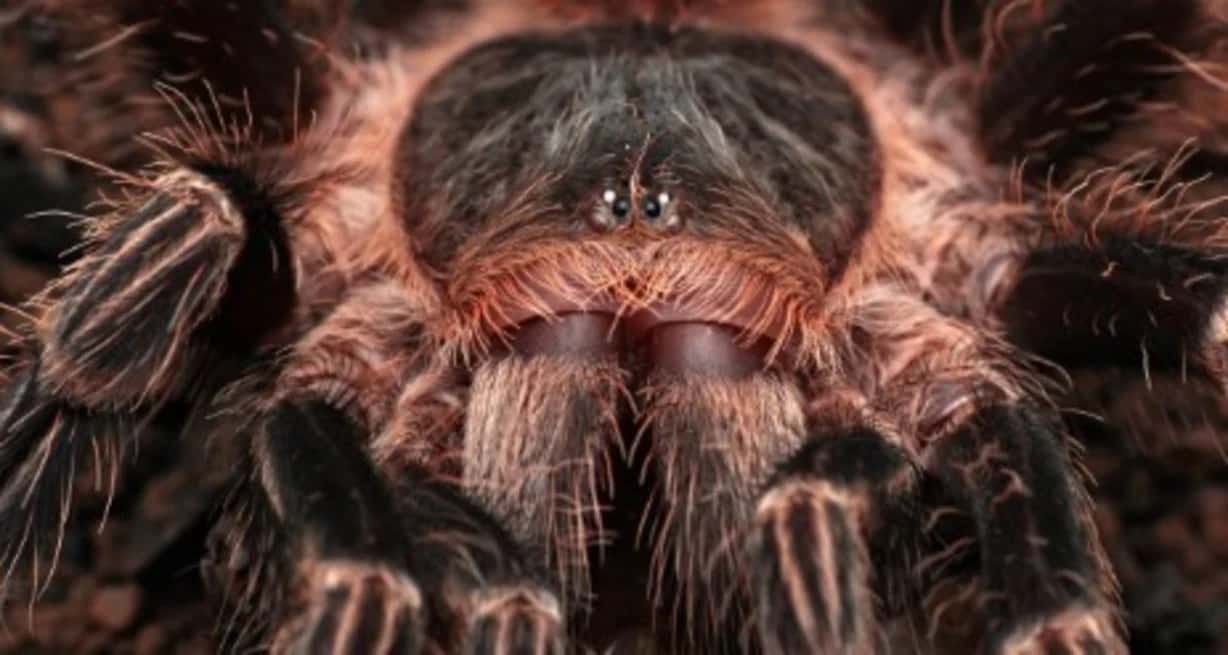 Descubren que el veneno de una araña tropical podría ayudar en la lucha contra el cáncer
