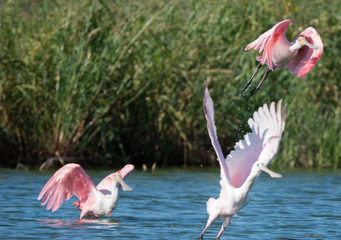 La laguna El Hinojo se sumó al censo neotropical de aves acuáticas