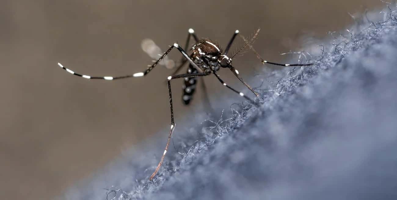 Se contabilizan más de 680 casos de dengue en la provincia de Santa Fe