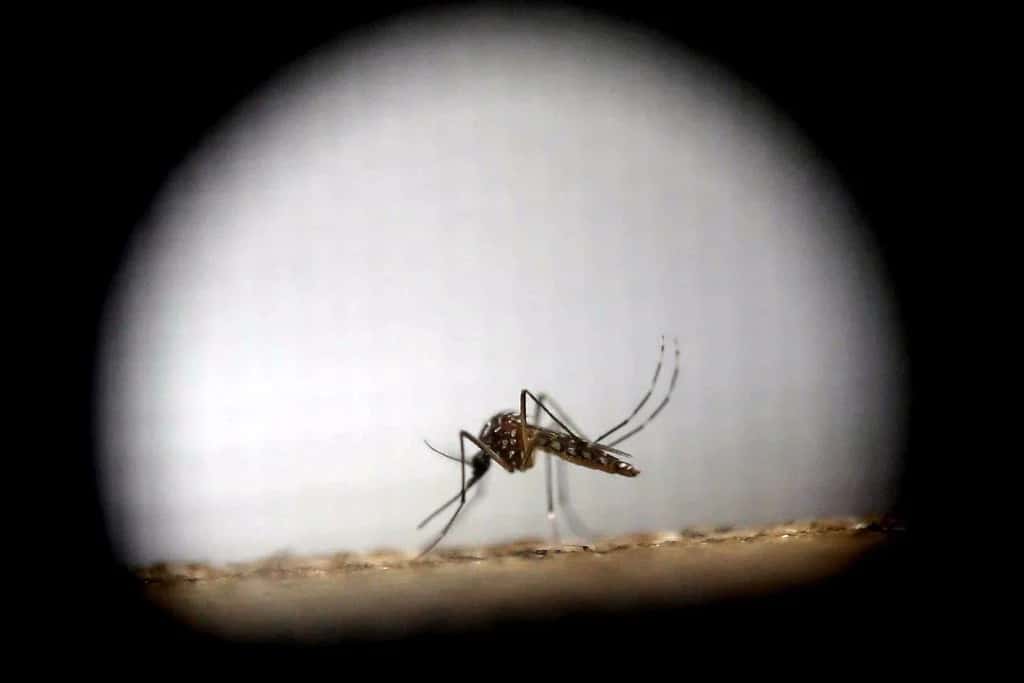 Al igual que en varios puntos de la provincia, Gálvez registra un crecimiento de los contagios de dengue. Foto: Archivo