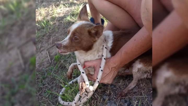 Bomberos venadenses rescataron a un perro atrapado en un desagüe