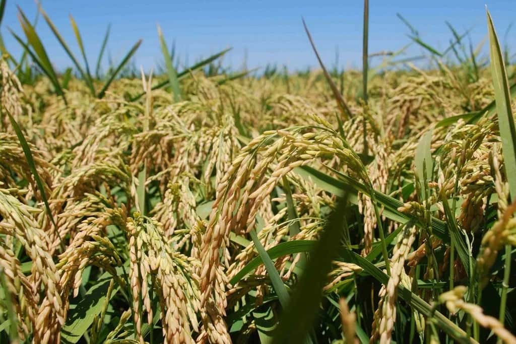Santa Fe a la vanguardia del mejoramiento genético del arroz