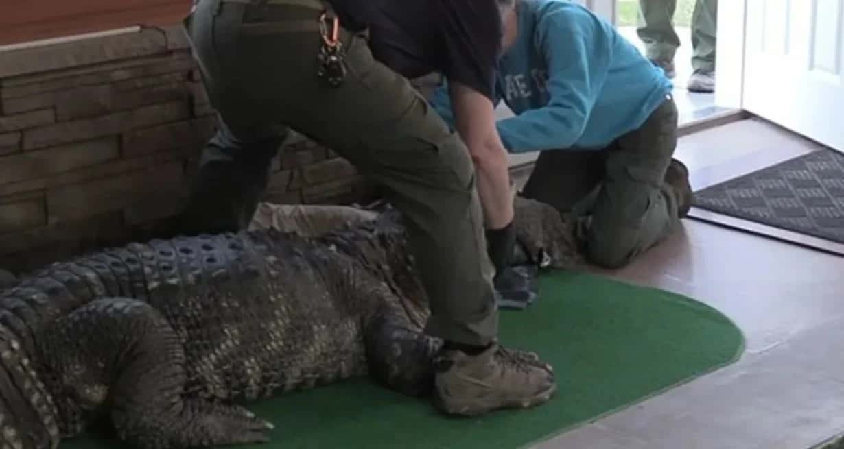 Agentes de Conservación Ambiental confiscando al caimán de una casa en Hamburgo, Nueva York, el 13 de marzo de 2024. Departamento de Conservación Ambiental de Nueva York