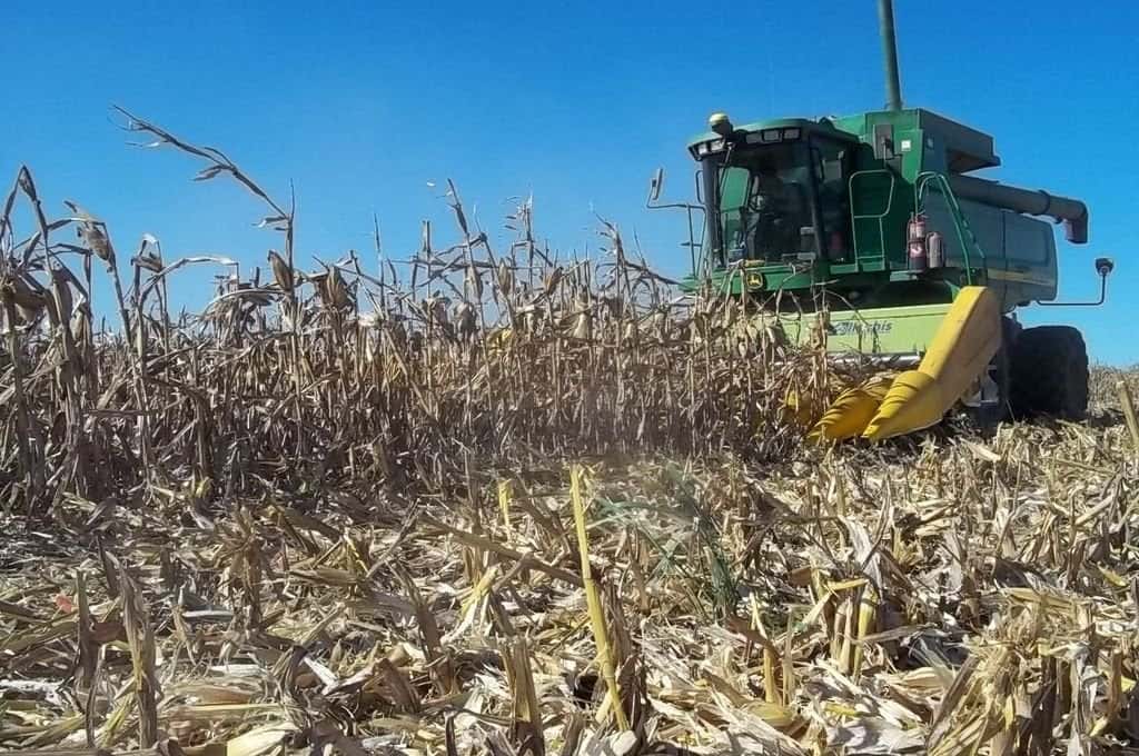 El maíz ya se cosecha en el sur de la provincia