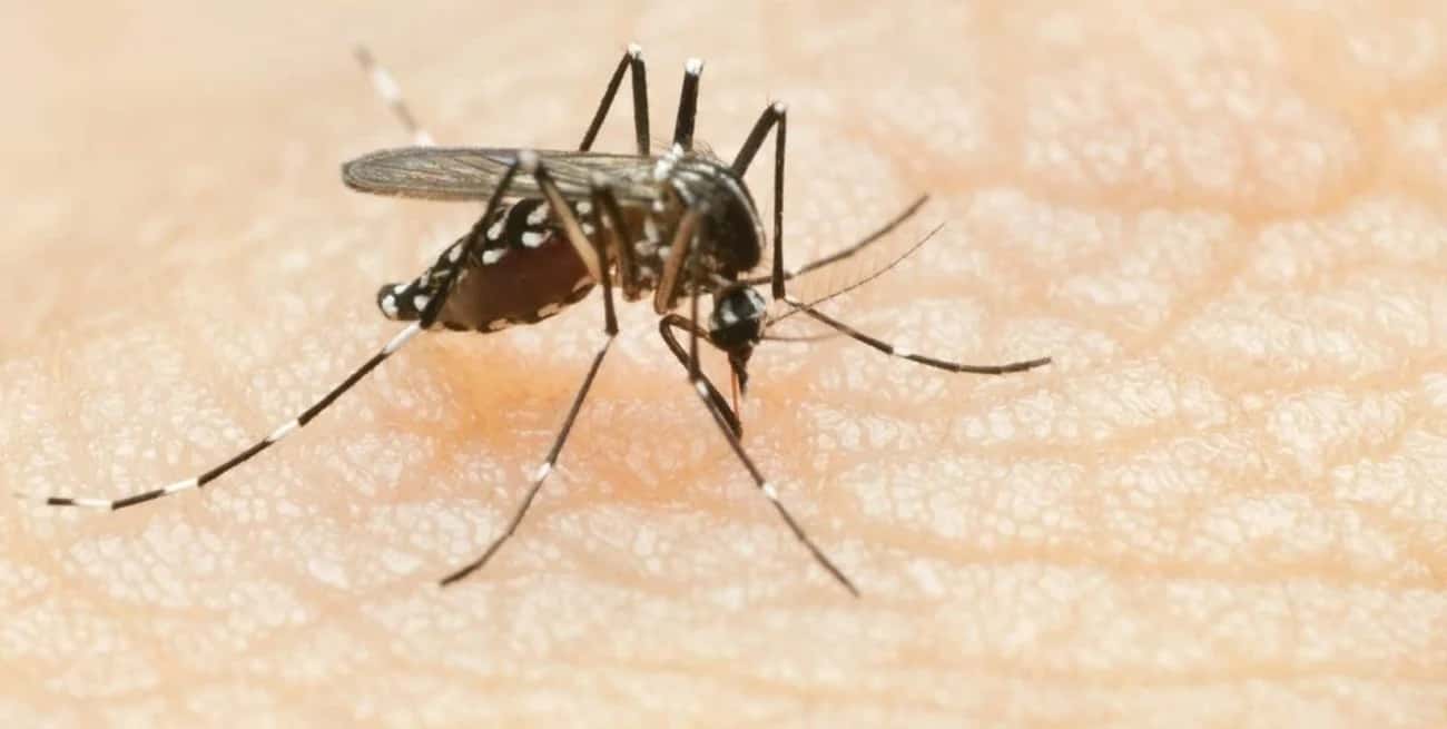 Con calor, humedad y mosquitos: ¿es conveniente vacunarse ahora contra el dengue?
