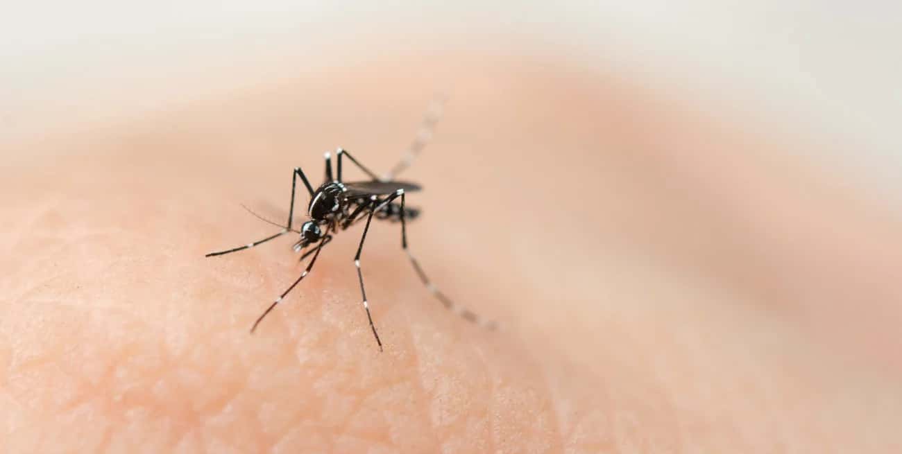Dengue: leve desaceleración de casos en la provincia de Santa Fe