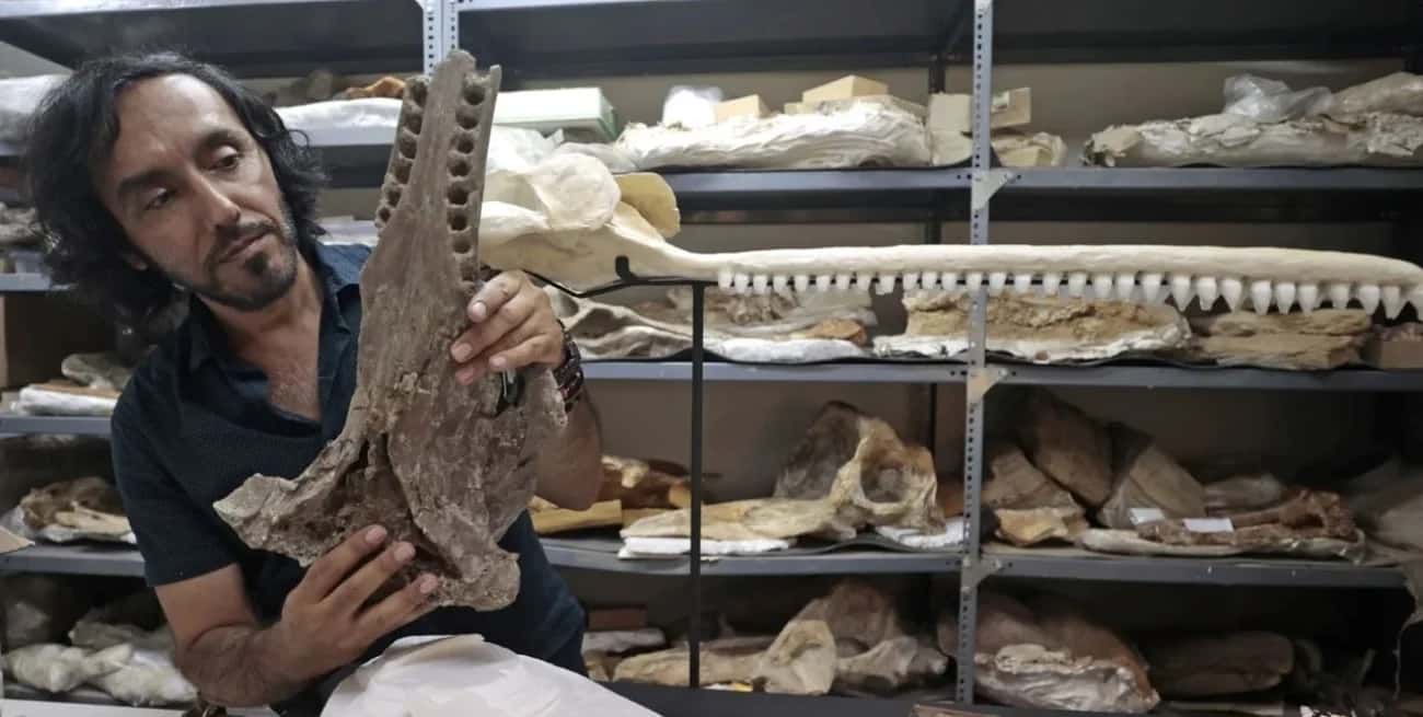 Hallaron fósiles de un delfín que pobló ríos de Perú hace 16 millones de años