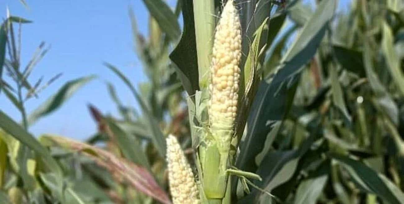 La chicharrita afecta al 100% de los maíces de segunda en 12 departamentos santafesinos