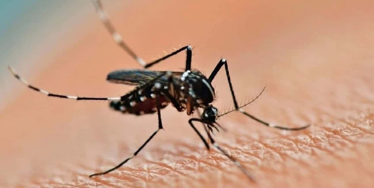 Argentina enfrenta una grave crisis sanitaria debido a la propagación del dengue.