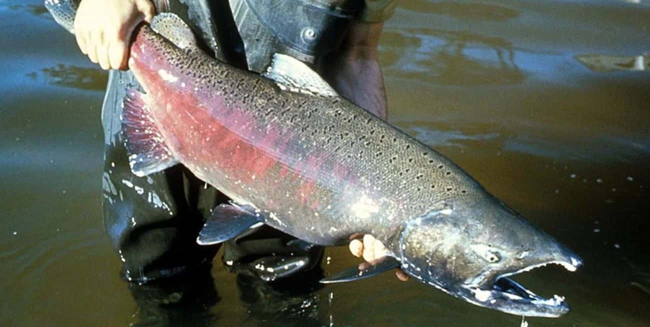 En 2018, el biólogo Jorge Liotta, registro por primera vez el salmón chinook en el delta del río Paraná, en el curso inferior del río de La Plata. (Imagen ilustrativa). Foto: Captura digital
