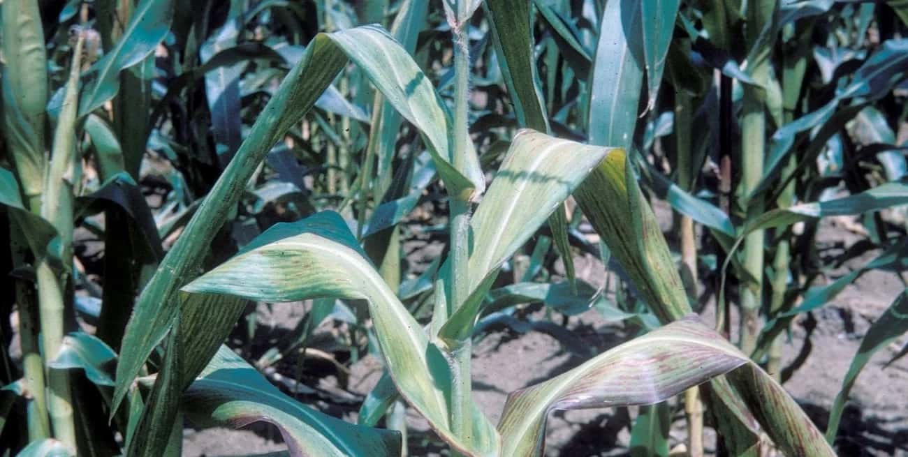 Colapsan los maíces por spiroplasma en el norte santafesino y piden quitarle las retenciones