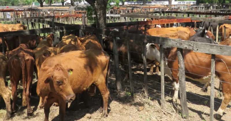 medido contra el stock de vacas disponibles, el actual nivel de faena tendría incluso un mayor peso relativo al registrado en año pasado en plena seca.