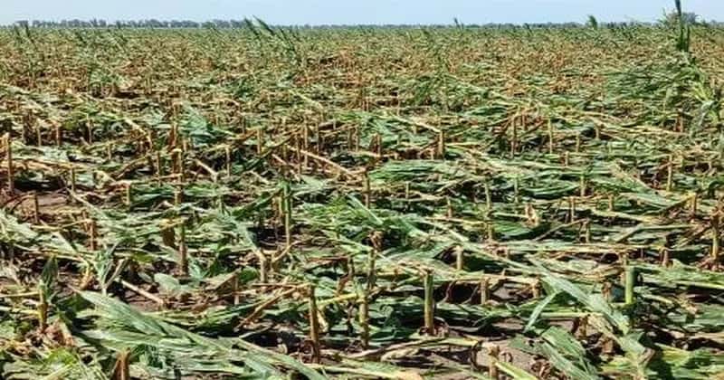 El viento golpeó duro los maíces de varios tamberos de Santa Fe y Córdoba