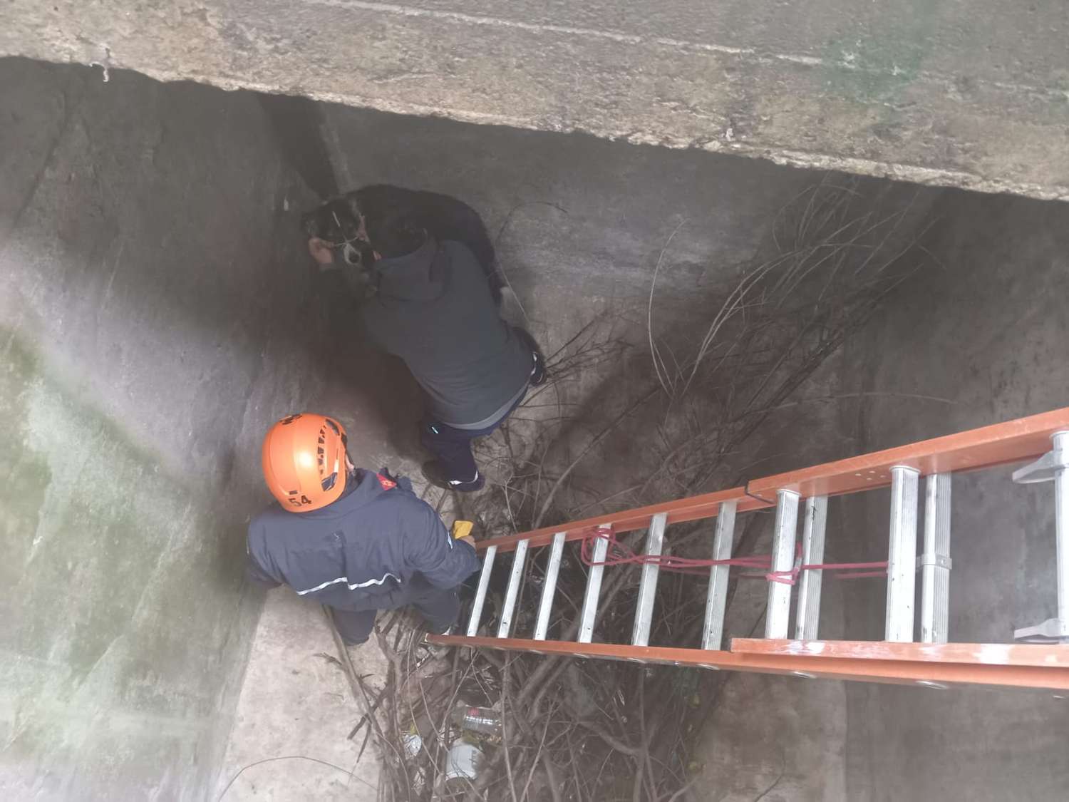 Bomberos venadenses rescataron a un perro atrapado en una fosa