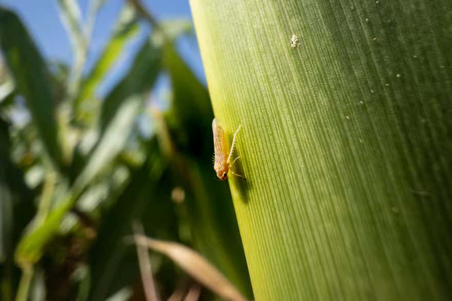 Provincia busca reducir el impacto de la “chicharrita de maíz” en cultivos santafesinos