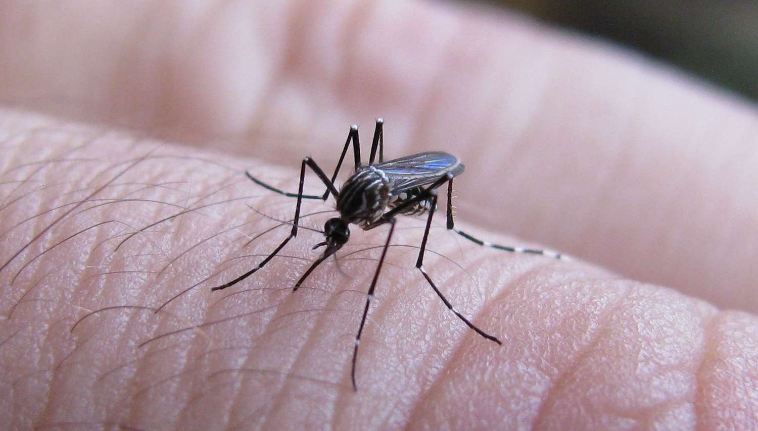En el último reporte, en General López se registraron 141 casos de dengue.