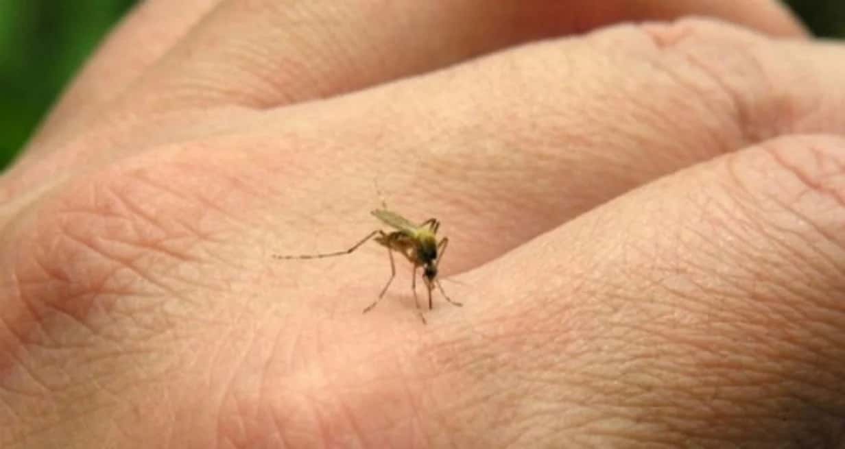 Córdoba acumula casi 40 muertes por dengue