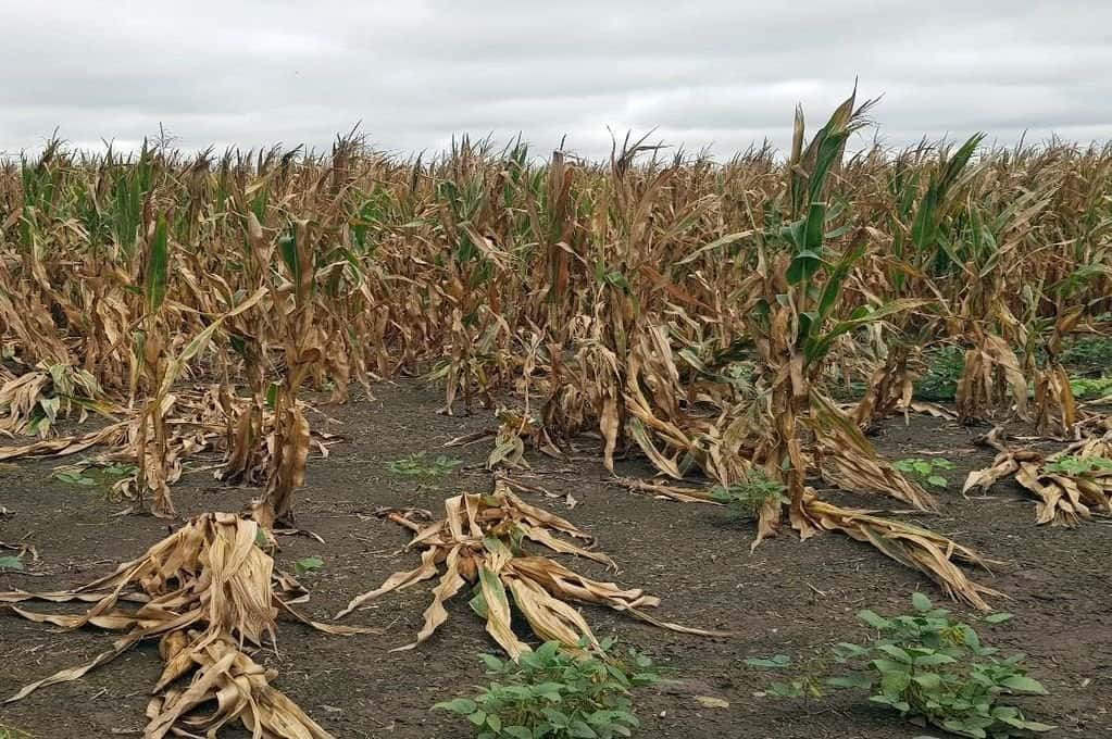 Los maíces de segunda siguen sufriendo por la chicharrita