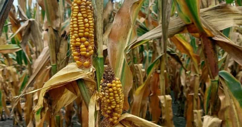Chicharrita voraz: en sólo un mes se comió 6,5 millones de toneladas de maíz