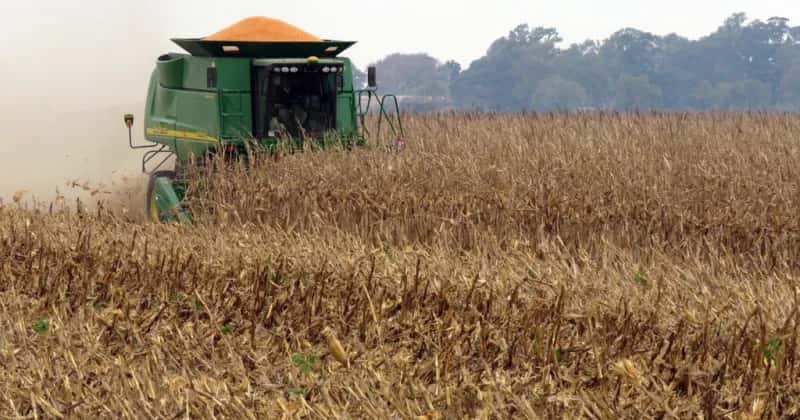 Los técnicos sugieren distintas posibilidades para el maíz afectado.