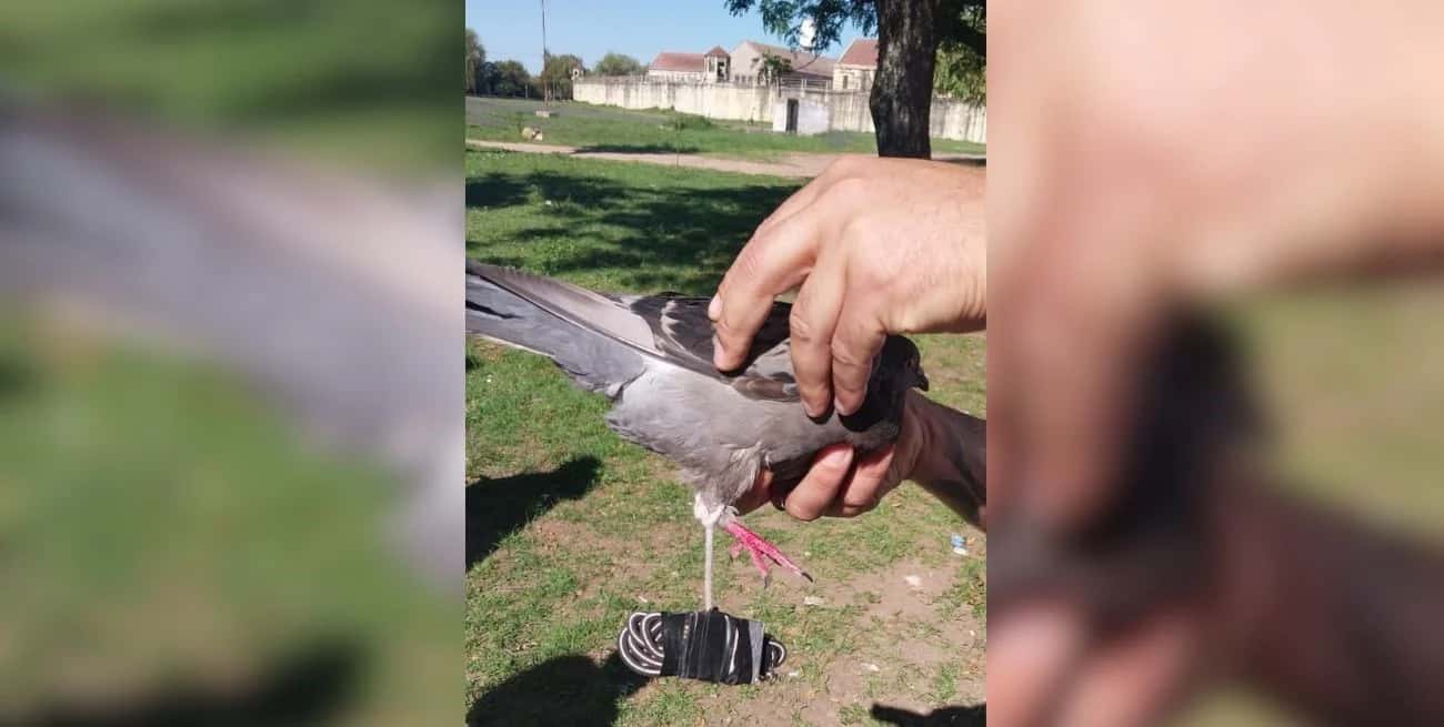 El ave fue encontrada herida en la puerta del penal con el insólito "cargamento".