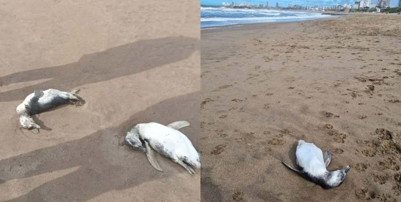 Al menos 40 pingüinos fueron hallados muertos en diferentes playas de Mar del Plata