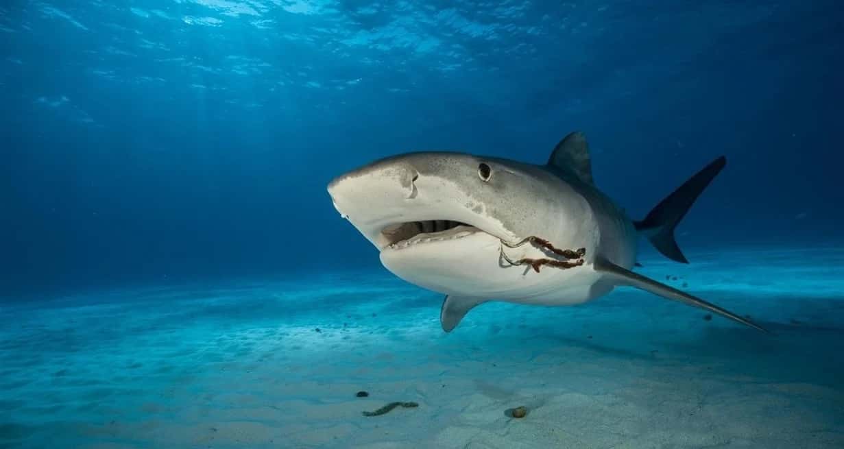Los investigadores etiquetaron electrónicamente a los tiburones toro con un dispositivo localizador transmisor, que registraba la profundidad y la temperatura de la parte del océano en la que nadaban.