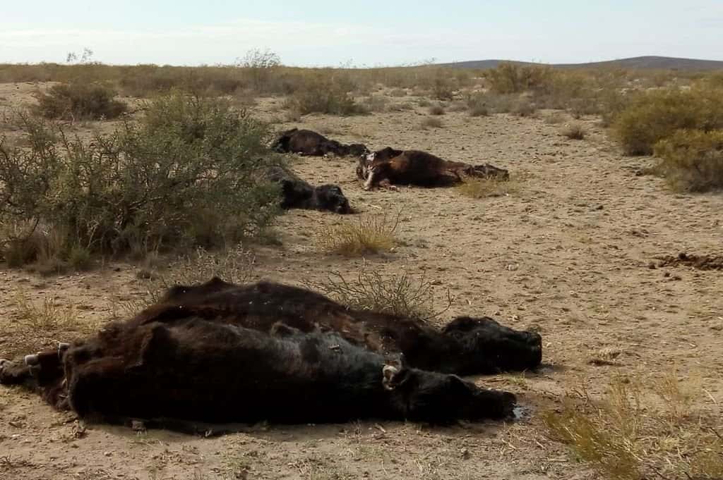 Entre muertes y éxodo, faltan cientos de miles de cabezas de ganado