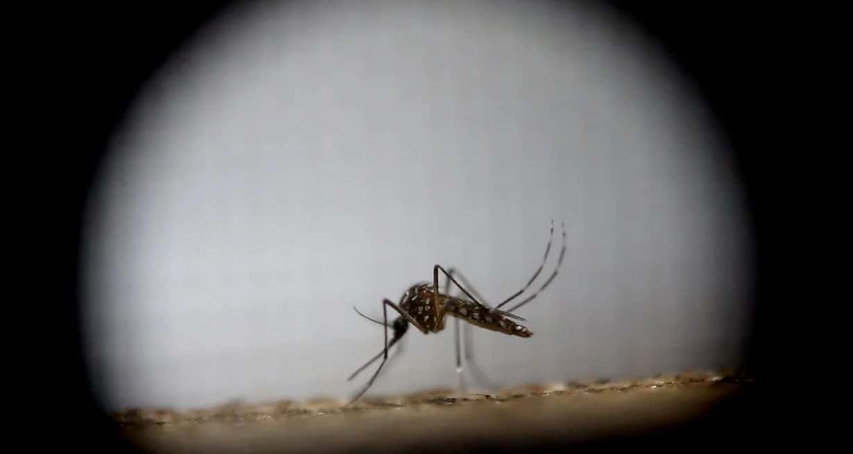 El mosquito de la especie Aedes aegypti, el cual transmite los virus del Zika, dengue y chikungunya, visto con un lente macro. Crédito: Archivo El Litoral