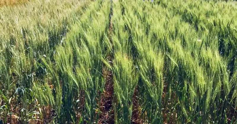 Cuáles son las fechas ideales para sembrar trigo en Santa Fe