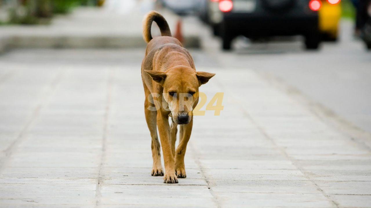 Por esquivar un perro cayó de la bici, se quebró la muñeca y le hicieron 7 puntos en la pierna