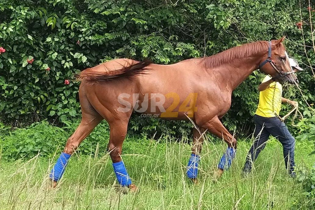 Venado Tuerto: detienen a un hombre por robar un caballo