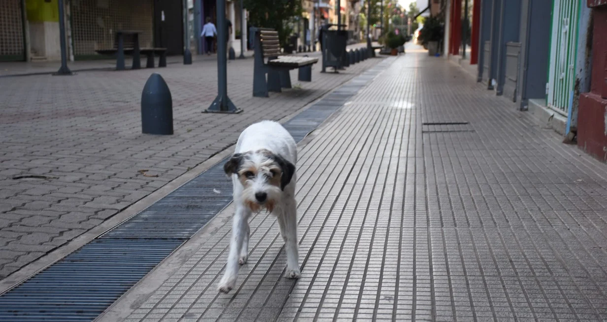 27 De Julio Día Internacional Del Perro Callejero Diario Sur24