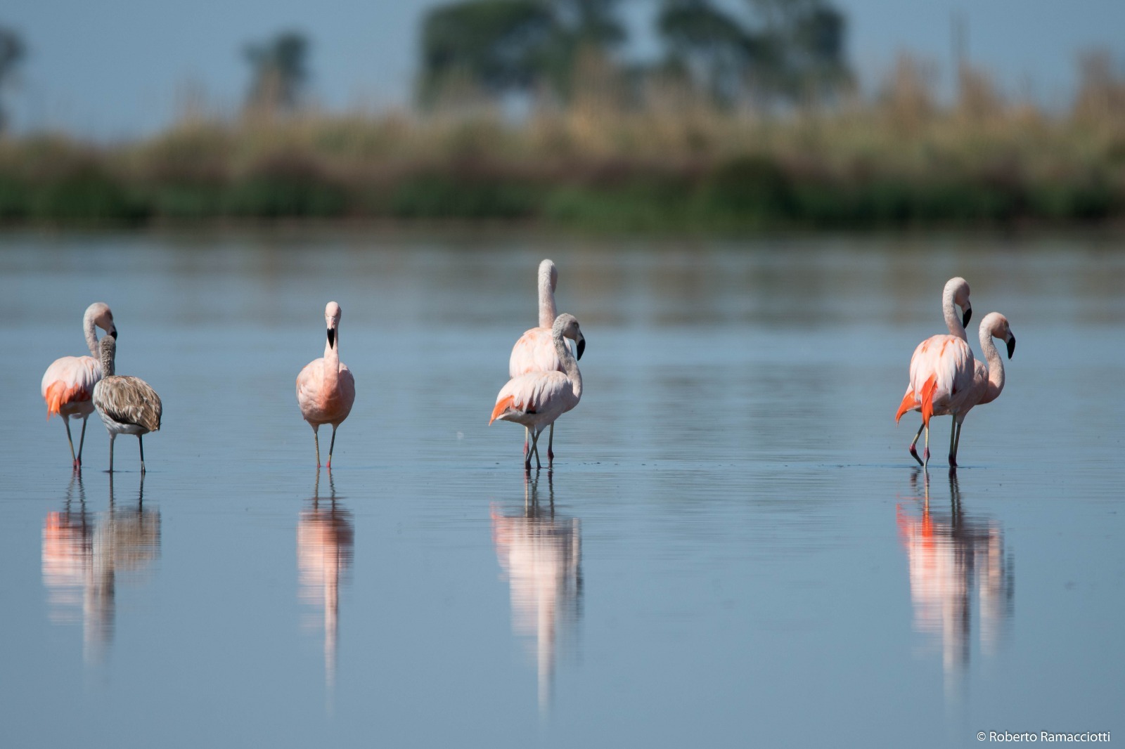 Los flamencos son algunas de las muchas especies que frecuentan El Hinojo. Fotos: Daniel González Pippo y Mariela Veccio.